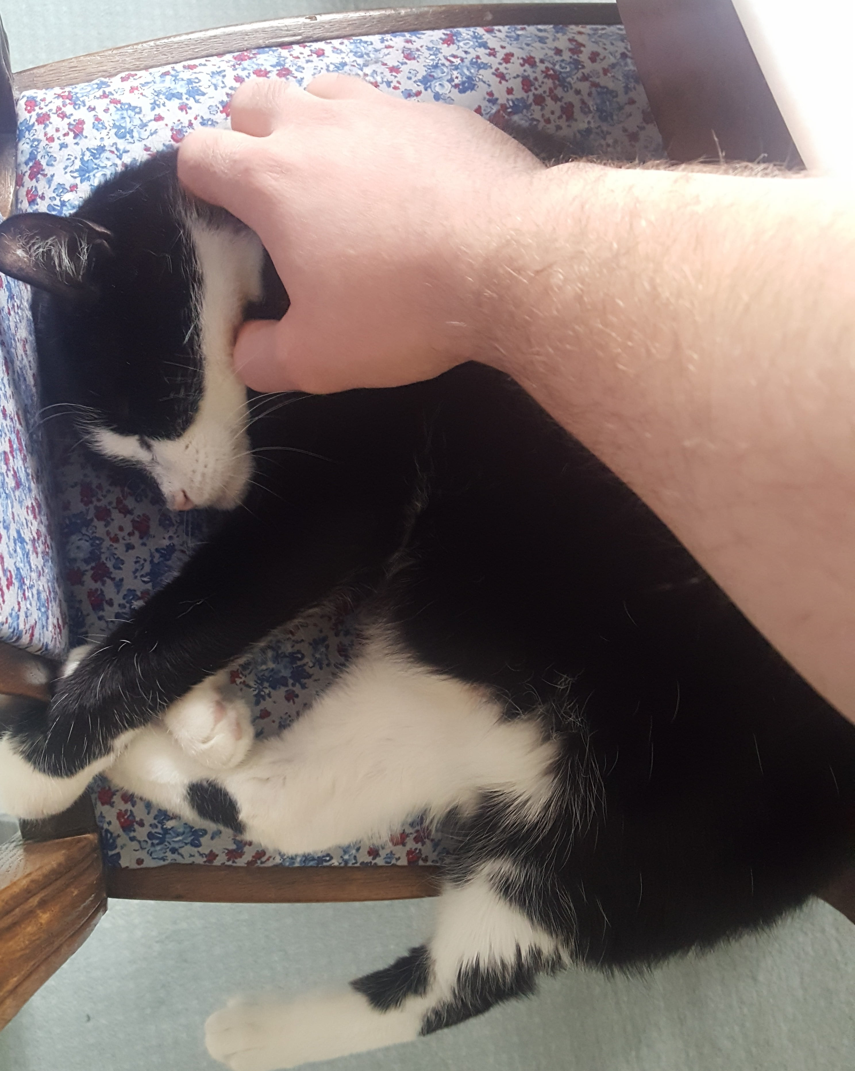 A Cat lying on a chair and being cuddled.